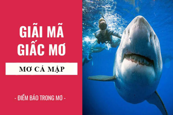 mơ thấy cá mập